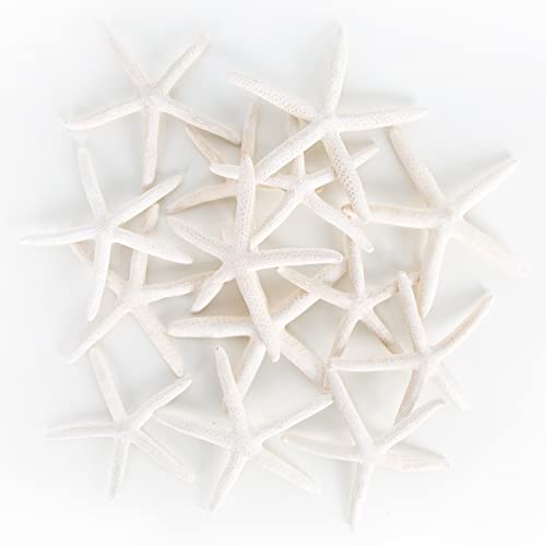 Logbuch-Verlag Pack de 14 Estrellas de mar Naturales secas de Color Blanco para decoración - decoración Estilo mediterráneo